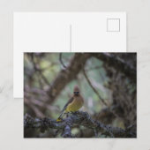 Cedar Waxwing op een tak Briefkaart (Voorkant / Achterkant)