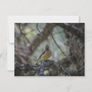 Cedar Waxwing op een tak Briefkaart