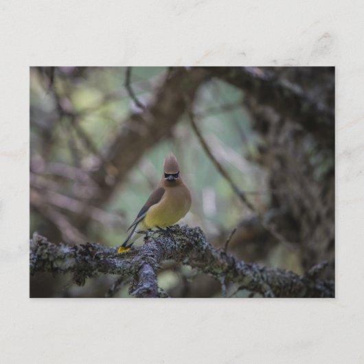 Cedar Waxwing op een tak Briefkaart (Voorkant)