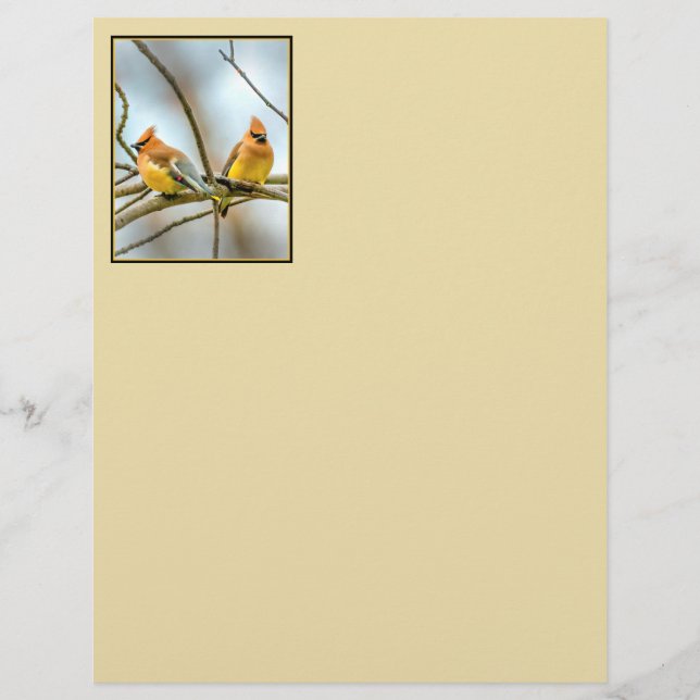 Cedar Waxwing - Originele foto (Voorkant)
