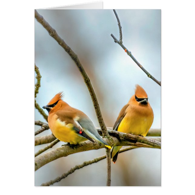 Cedar Waxwing - Originele foto (Voorkant)