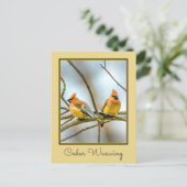Cedar Waxwing - Originele foto Briefkaart (Staand voorkant)