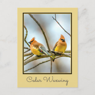 Cedar Waxwing - Originele foto Briefkaart