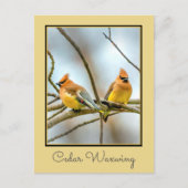 Cedar Waxwing - Originele foto Briefkaart (Voorkant)