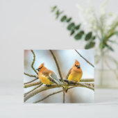 Cedar Waxwing - Originele foto Briefkaart (Staand voorkant)
