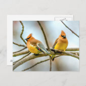 Cedar Waxwing - Originele foto Briefkaart (Voorkant / Achterkant)