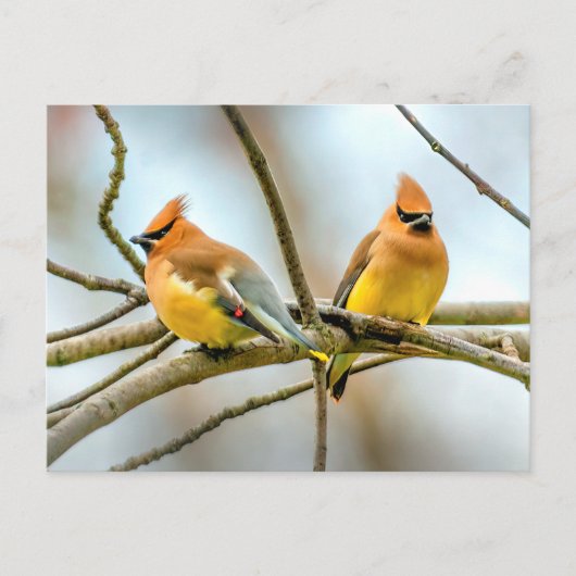 Cedar Waxwing - Originele foto Briefkaart (Voorkant)