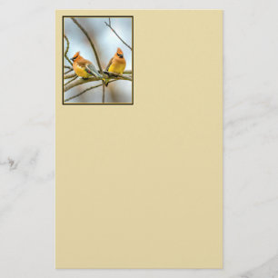 Cedar Waxwing - Originele foto Briefpapier