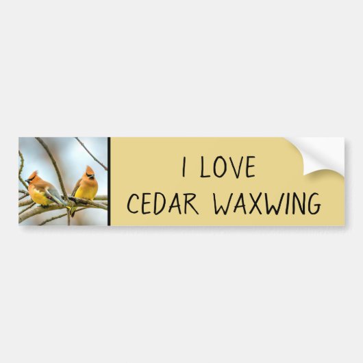 Cedar Waxwing - Originele foto Bumpersticker (Voorkant)