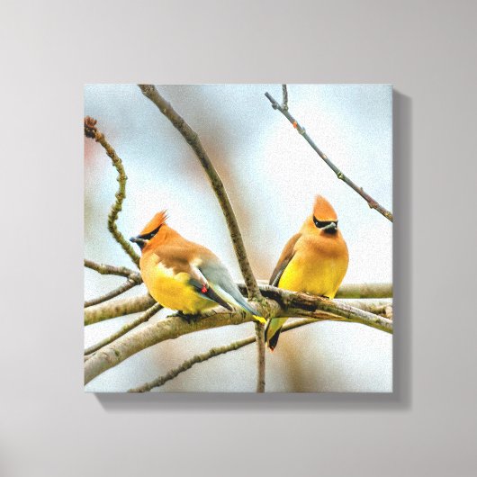 Cedar Waxwing - Originele foto Canvas Afdruk (Voorkant)
