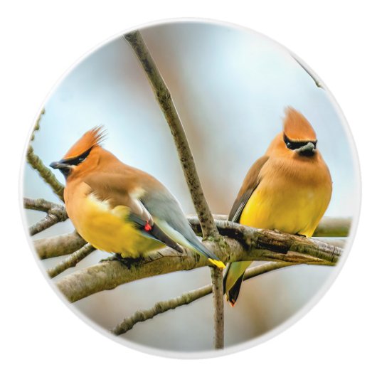 Cedar Waxwing - Originele foto Keramische Knop (Voorkant)