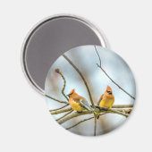 Cedar Waxwing - Originele foto Magneet (Voorkant / Achterkant)