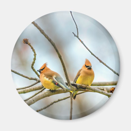 Cedar Waxwing - Originele foto Magneet (Voorkant)