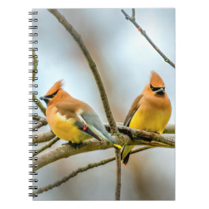 Cedar Waxwing - Originele foto Notitieboek