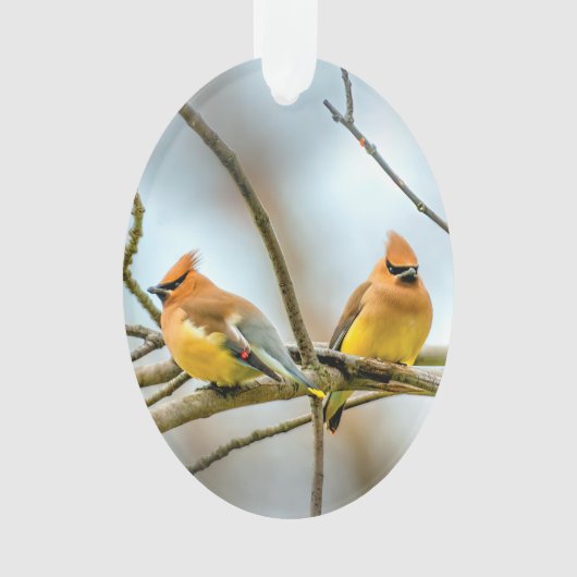 Cedar Waxwing - Originele foto Ornament (voorkant)