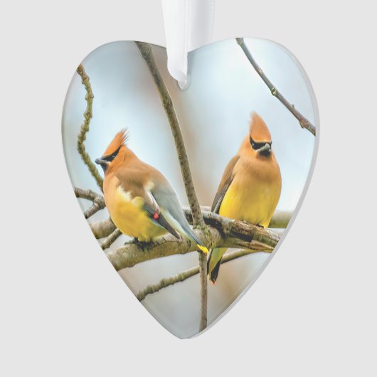 Cedar Waxwing - Originele foto Ornament (voorkant)