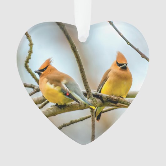 Cedar Waxwing - Originele foto Ornament (voorkant)