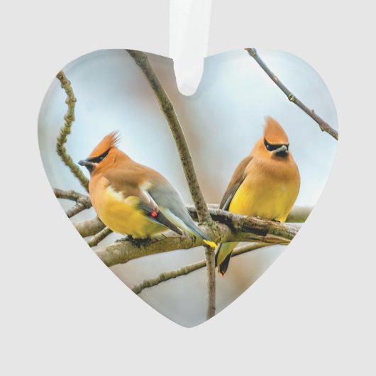 Cedar Waxwing - Originele foto Ornament (achterkant)