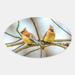 Cedar Waxwing - Originele foto Ovale Sticker