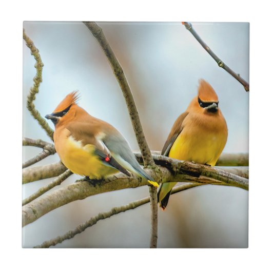Cedar Waxwing - Originele foto Tegeltje (Voorkant)