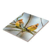 Cedar Waxwing - Originele foto Tegeltje (Zijkant)