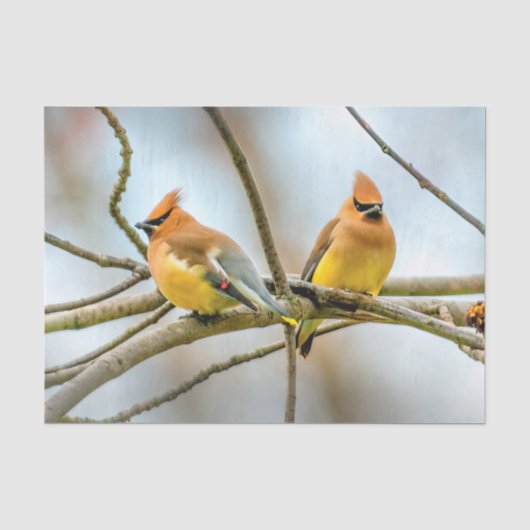 Cedar Waxwing - Originele foto Tissuepapier (Voorkant)