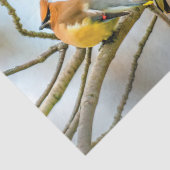 Cedar Waxwing - Originele foto Tissuepapier (Detail)