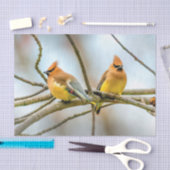 Cedar Waxwing - Originele foto Tissuepapier (Craft)