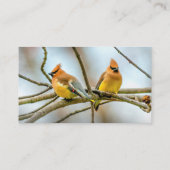 Cedar Waxwing - Originele foto Visitekaartje (Achterkant)