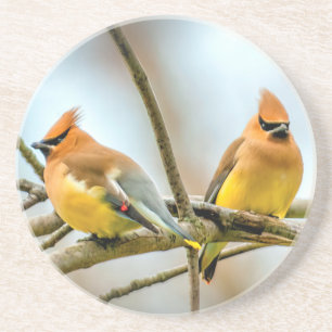 Cedar Waxwing - Originele foto Zandsteen Onderzetter