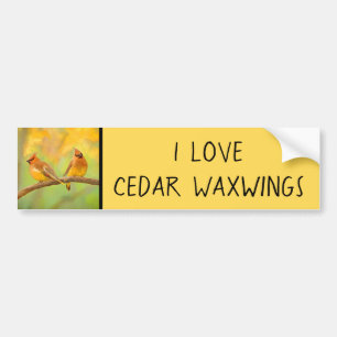 Cedar Waxwing Painting - Cute Original Dog Art Bumpersticker