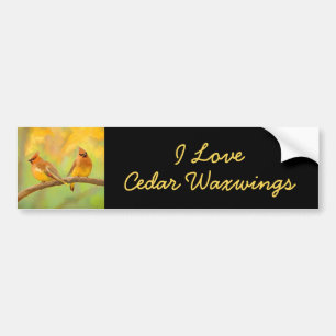 Cedar Waxwing Painting - Cute Original Dog Art Bumpersticker