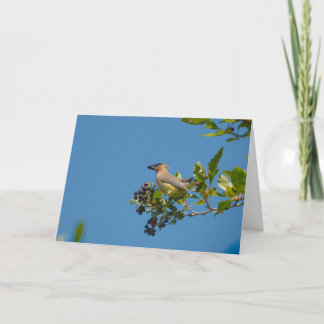Cedar Waxwing Prettig Vakantie Kaart