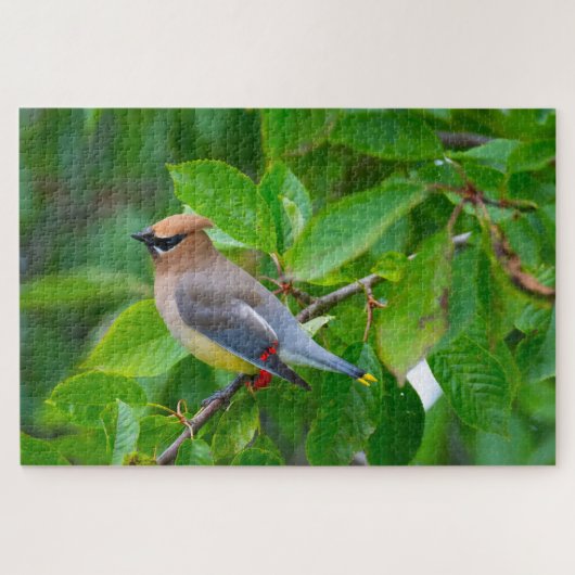 Cedar Waxwing Super uitdagende vogelliefhebber Legpuzzel (Horizontaal)
