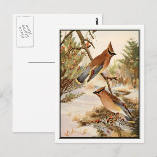 Cedar Waxwing van Robert Bruce Horsfall Briefkaart (Voorkant / Achterkant)