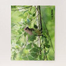 Cedar Waxwing, vogelliefhebber