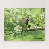 Cedar Waxwing, vogelliefhebber Legpuzzel (Horizontaal)