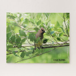 Cedar Waxwing, vogelliefhebber Legpuzzel