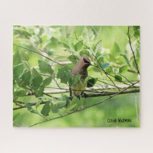 Cedar Waxwing, vogelliefhebber Legpuzzel
