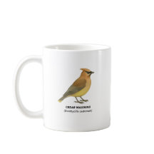 Cedar Waxwing - Vogels van Californië