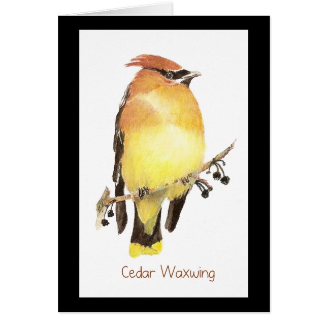Cedar Waxwing, Waterverf Bird (Voorkant)