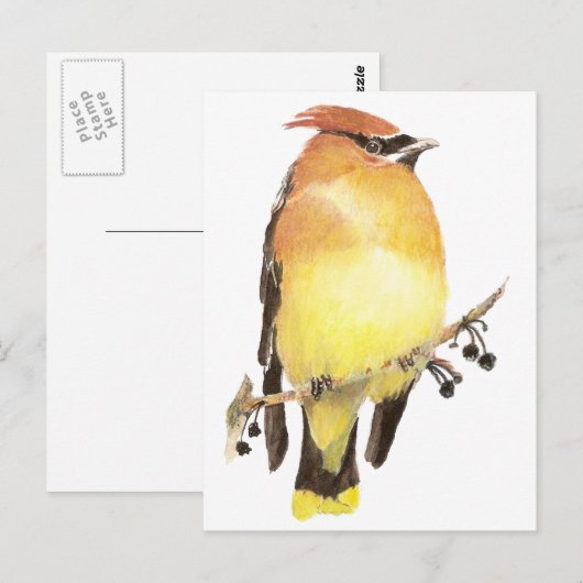 Cedar Waxwing, Waterverf Bird Briefkaart (Voorkant / Achterkant)