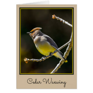 Cedar Waxwing zangvogel origineel wilde vogel foto