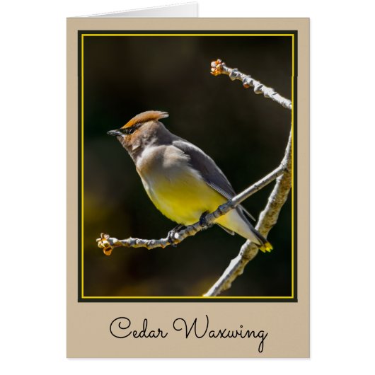 Cedar Waxwing zangvogel origineel wilde vogel foto (Voorkant)