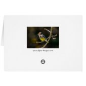 Cedar Waxwing zangvogel origineel wilde vogel foto (Achterkant Horizontaal)