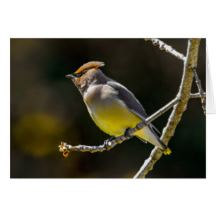 Cedar Waxwing zangvogel origineel wilde vogel foto