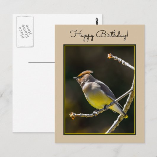 Cedar Waxwing zangvogel origineel wilde vogel foto Briefkaart (Voorkant / Achterkant)