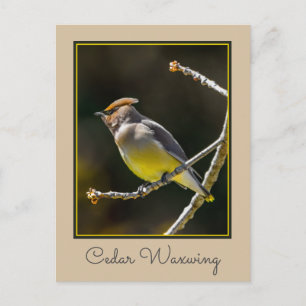 Cedar Waxwing zangvogel origineel wilde vogel foto Briefkaart