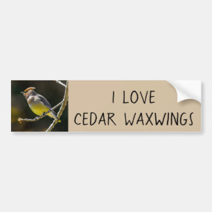 Cedar Waxwing zangvogel origineel wilde vogel foto Bumpersticker