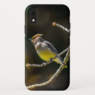 Cedar Waxwing zangvogel origineel wilde vogel foto Case-Mate iPhone Case